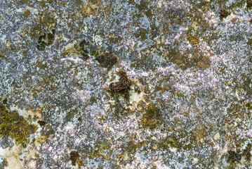 Background of stone texture with moss. Close up image.