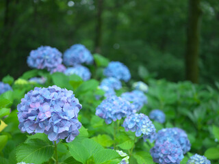 アジサイ