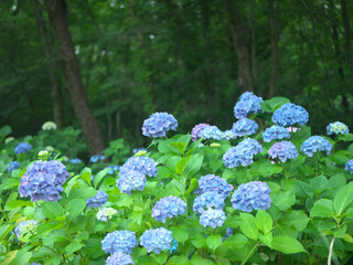 アジサイ