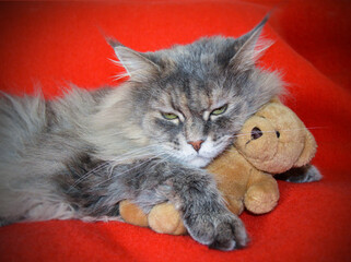Maine Coon Cat The cat is lying on the couch at home with a toy teddy bear