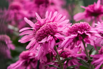 Fototapeta premium Purple chrysanthemums close - up in the garden. Colorful bright flowers on a blurry background in selective focus. Floral autumn background. Soft natural light. The cultivation of chrysanthemums.