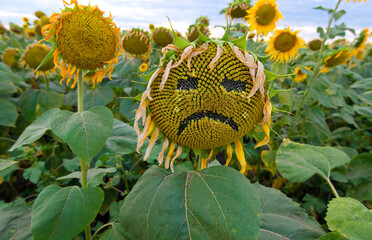 A sunflower in the form of a sad face with tears. In a field with a bad harvest.