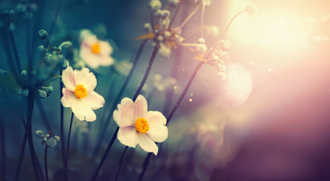 Beautiful anemone flowers on dark evening in rays of sunset sun close-up macro in nature. Delightful atmospheric airy artistic image with golden sun glare.