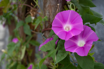 フェンスに絡んだピンクのアサガオ／Ipomoea nil