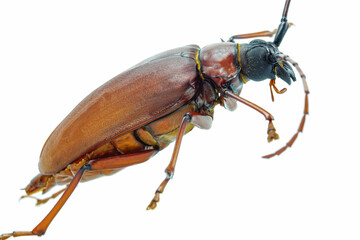 This is a titan beetle or beetle titanium or Longhorned Beetles taken photo from Thailand, Isolated