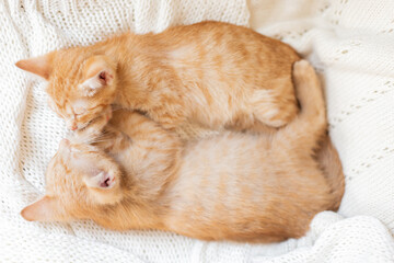 Fototapeta na wymiar two ginger cats sleep with their muzzles to each other on knitted white blanket. present at home pets, christmas concept