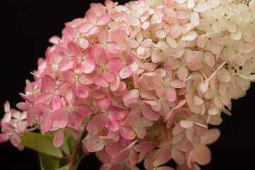 Hydrangea in a vase on a black background