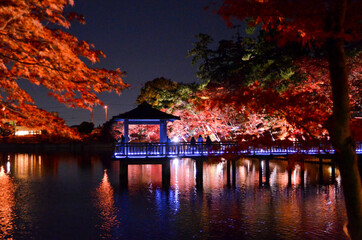 夜の紅葉