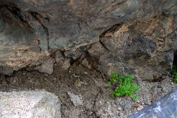 岩の間に生える苔