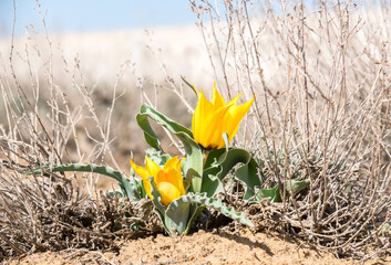 First spring steppe tulips among dry last year's thorns, Baikonur, Kazakhstan