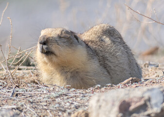 Dormant marmot in the rays of the spring sun, Baikonur, Kazakhstan