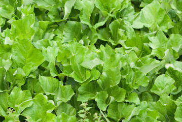 lettuce Abstract background