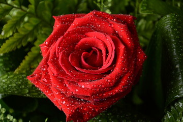 Red rose with water drops