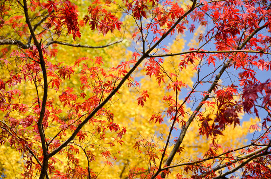 7 841 最適な 秋らしい 画像 ストック写真 ベクター Adobe Stock