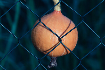 A small Pumpkin behind a Garden Fence