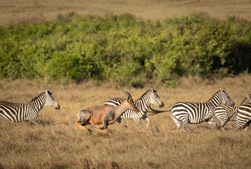 Obraz na płótnie Canvas Herd of zebra and one antelope running at full speed in Masai Mara in Kenya