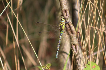 Blaugrüne Mosaikjungfer - Aeshna cyanea - Männchen