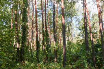 Obraz premium Fragment of the mixed deciduous and coniferous forest in summer