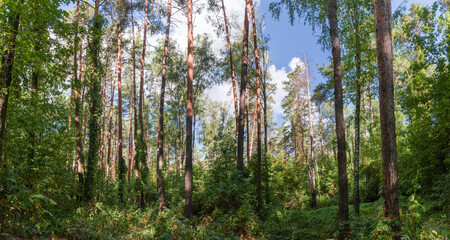 Fragment of the mixed deciduous and coniferous forest, panoramic view