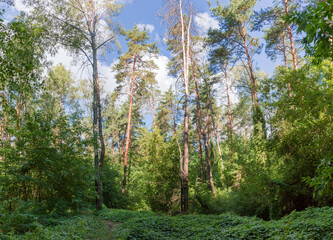 Fragment of the mixed deciduous and coniferous forest in summer