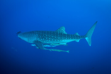 Whale shark swimming in the ocean