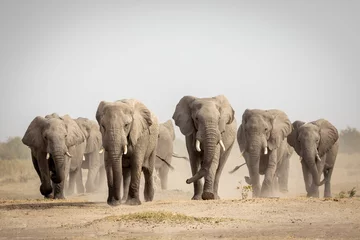 Papier Peint photo Best-sellers Animaux Troupeau d& 39 éléphants marchant vers la caméra à Savuti au Botswana