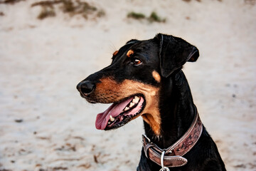 Dobermann Portrait seitlich vor hellem Hintergrund am Strand, im Sand an der Nordsee