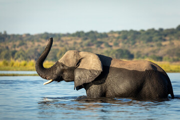 Landscape portrait of a beautiful elephant standing in water in Chobe River in Botswana