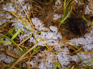 Snow flakes in a green grass. Concept winter season, Abstract nature background.