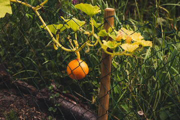 A small Pumpkin behind a Garden Fence