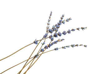 Beautiful lavender flowers on white background