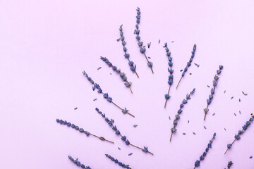 Beautiful lavender flowers on color background