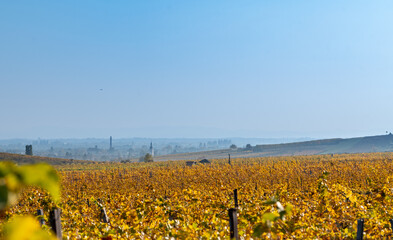 Weinanbau mit Gumpoldskirchen im Hintergrund im Querformat 