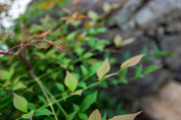 植物