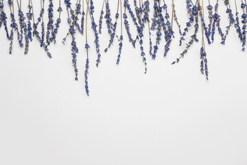 Beautiful lavender flowers on grey background