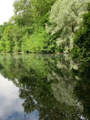 Trees reflection on the surface of the lake