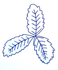Autumn leaf. Linear illustration on a white background.