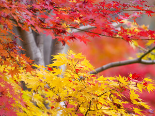 モミジ華やか