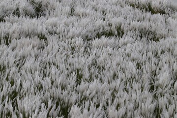 Wild Sugarcane or Saccharum Spontaneum, Also Known as Kans Grass or Kash Phool in Horizontal Orientaton, Perfect for Wallpaper