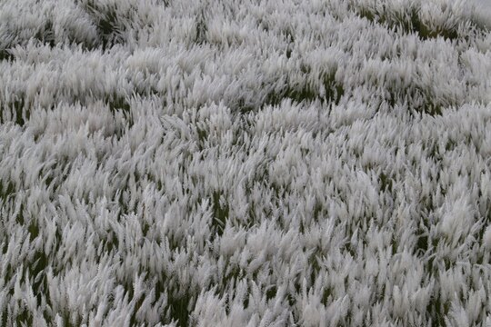 Wild Sugarcane or Saccharum Spontaneum, Also Known as Kans Grass or Kash Phool in Horizontal Orientaton, Perfect for Wallpaper