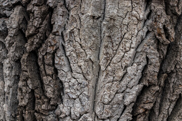 The rough surface of the bark of the tree, dark grey and white colored