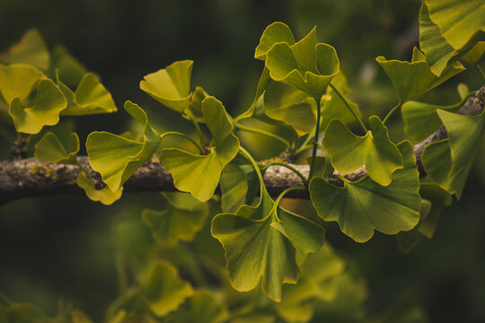 Close up of Leaves of a Ginkgo Tree