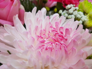 pink dahlia flower