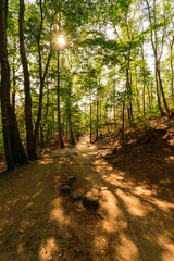 Road across beautiful summer green forest.
