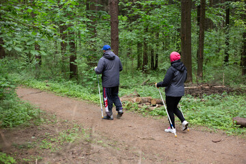 Woman and man are engaged in scandinavian walking in the coniferous forest