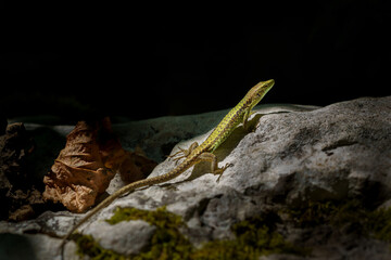 A lizard sitting on a stone and looking forward