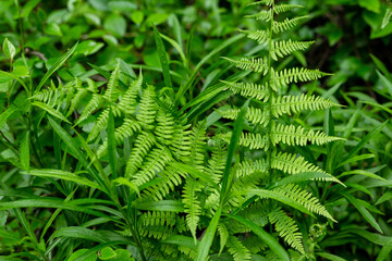 Green fern leaves in the forest