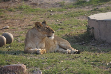 lion and lioness tiger leopard in zoo of wildlife sanctuary