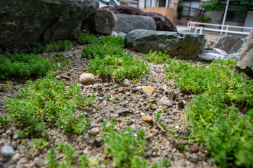 Fototapeta premium 苔