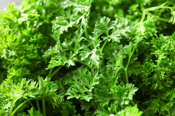 Fresh green parsley as background, closeup